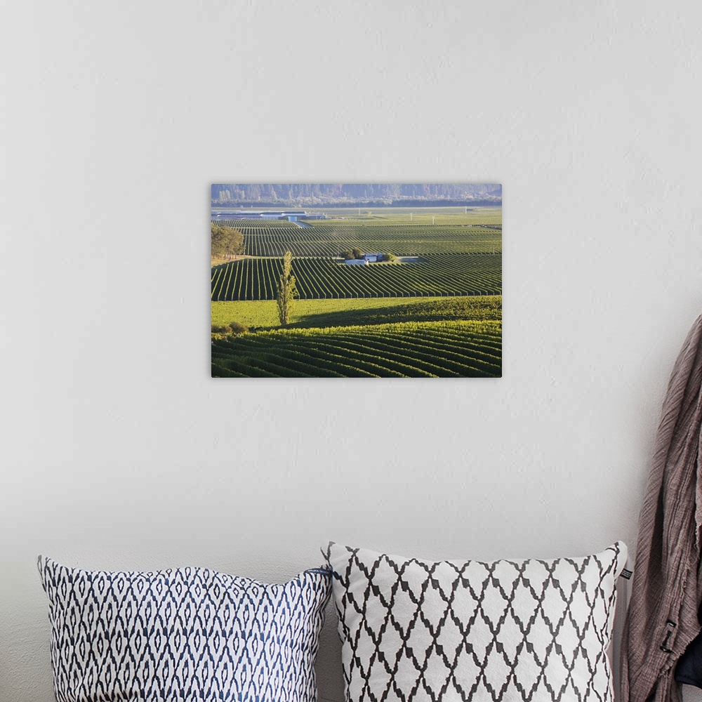 A bohemian room featuring View over typical vineyards in the Wairau Valley, early morning, Renwick, near Blenheim, Marlboro...
