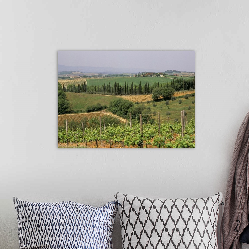 A bohemian room featuring Vines and vineyards, Chianti district north of Siena, San Leonino, Siena, Tuscany, Italy