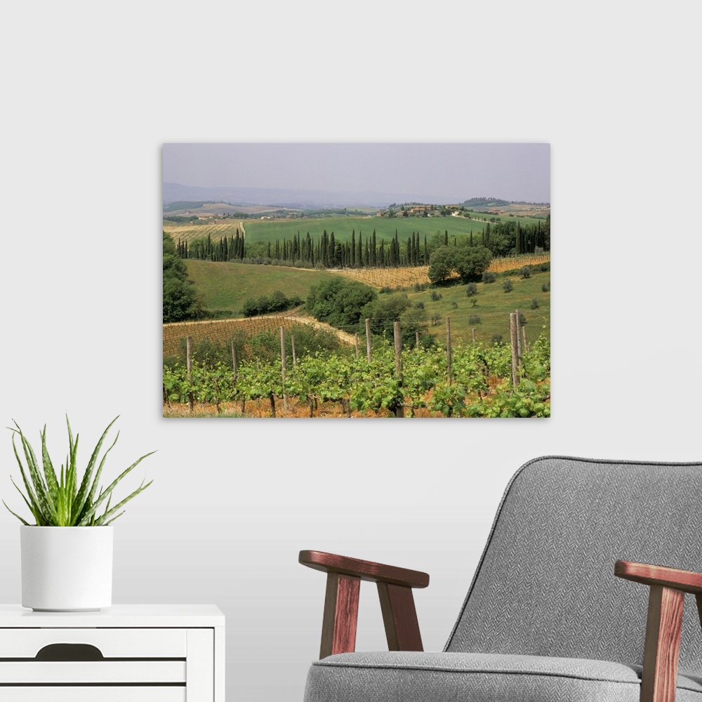 A modern room featuring Vines and vineyards, Chianti district north of Siena, San Leonino, Siena, Tuscany, Italy