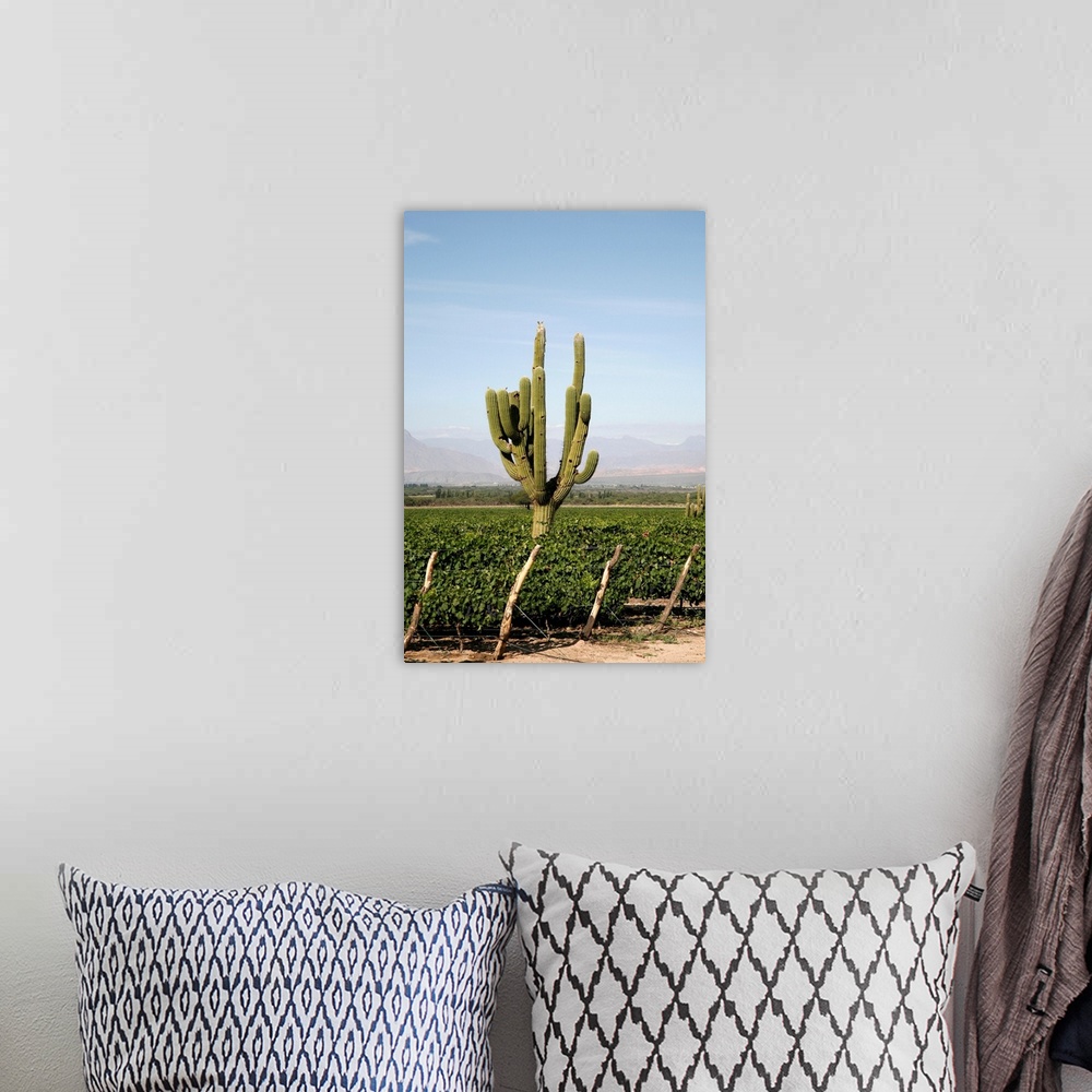 A bohemian room featuring Vineyards in Cafayate, Valles Calchaquies, Salta Province, Argentina