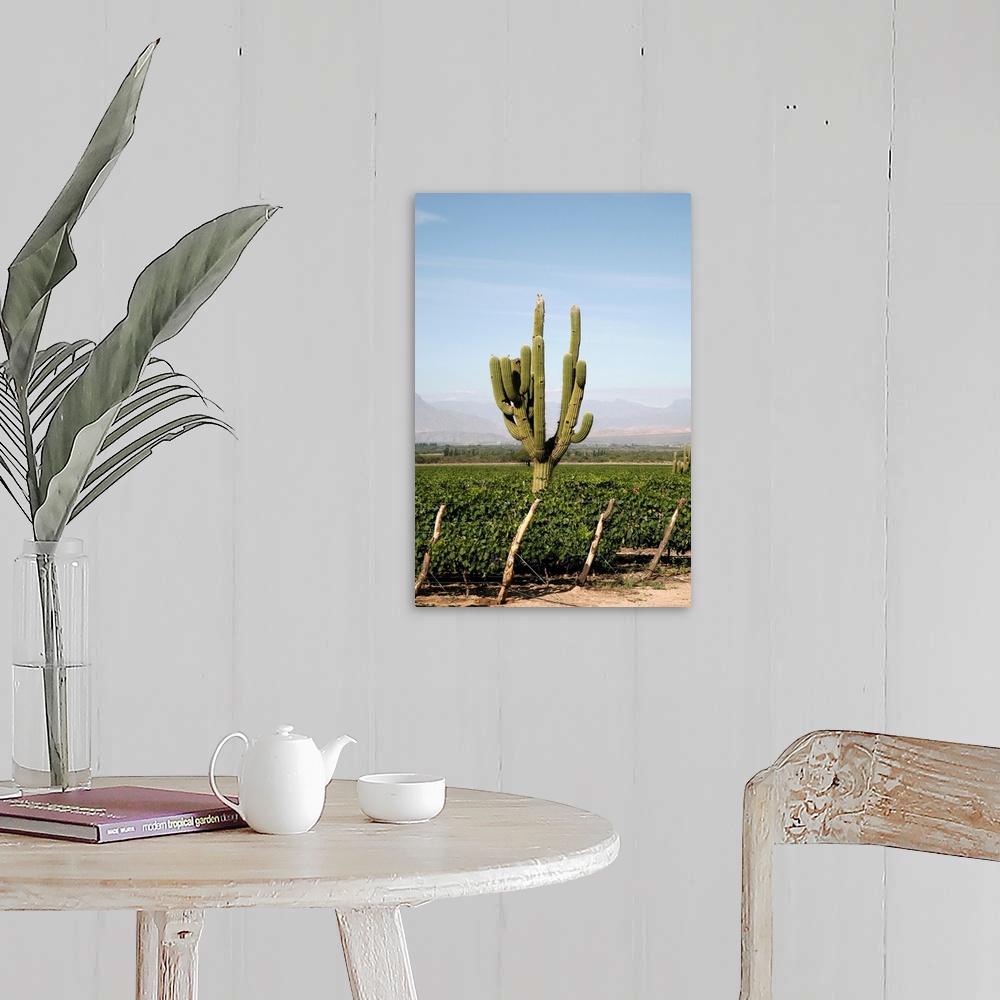 A farmhouse room featuring Vineyards in Cafayate, Valles Calchaquies, Salta Province, Argentina