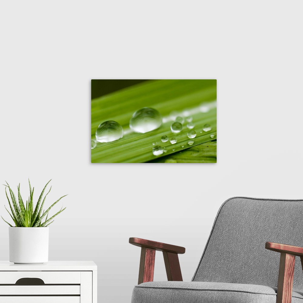 A modern room featuring Water droplets on grass, Dali, Yunnan, China, Asia
