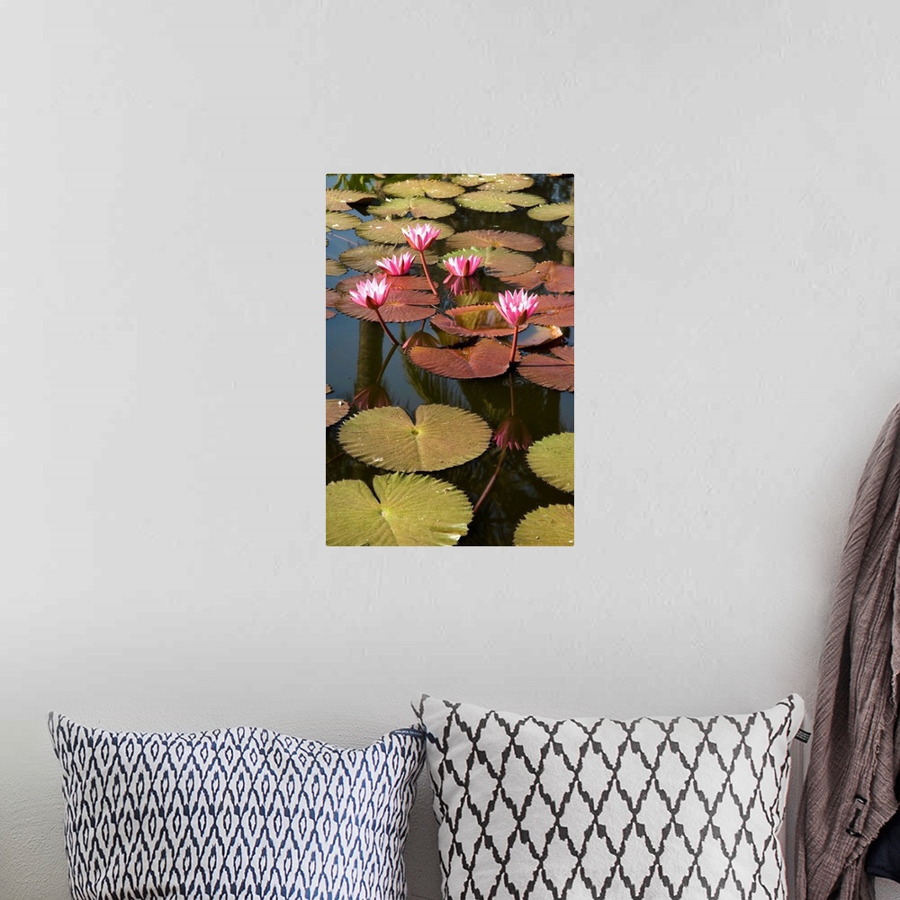 A bohemian room featuring Water lilies, Goa, India, Asia