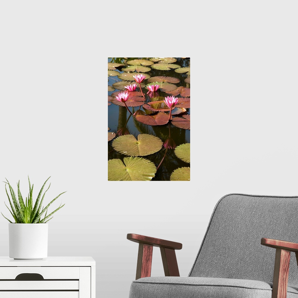 A modern room featuring Water lilies, Goa, India, Asia
