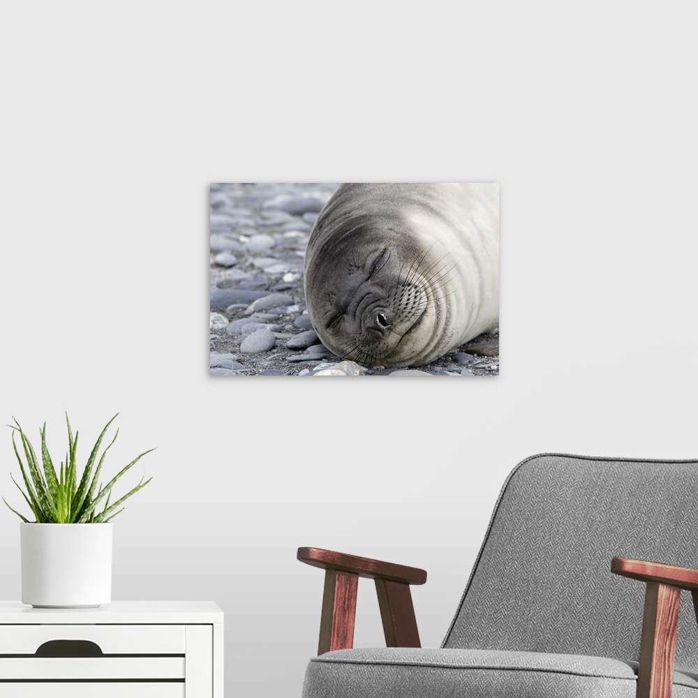 A modern room featuring Weddell seal (Leptonychotes weddellii), Salisbury Plain, South Georgia, Antarctic, Polar Regions