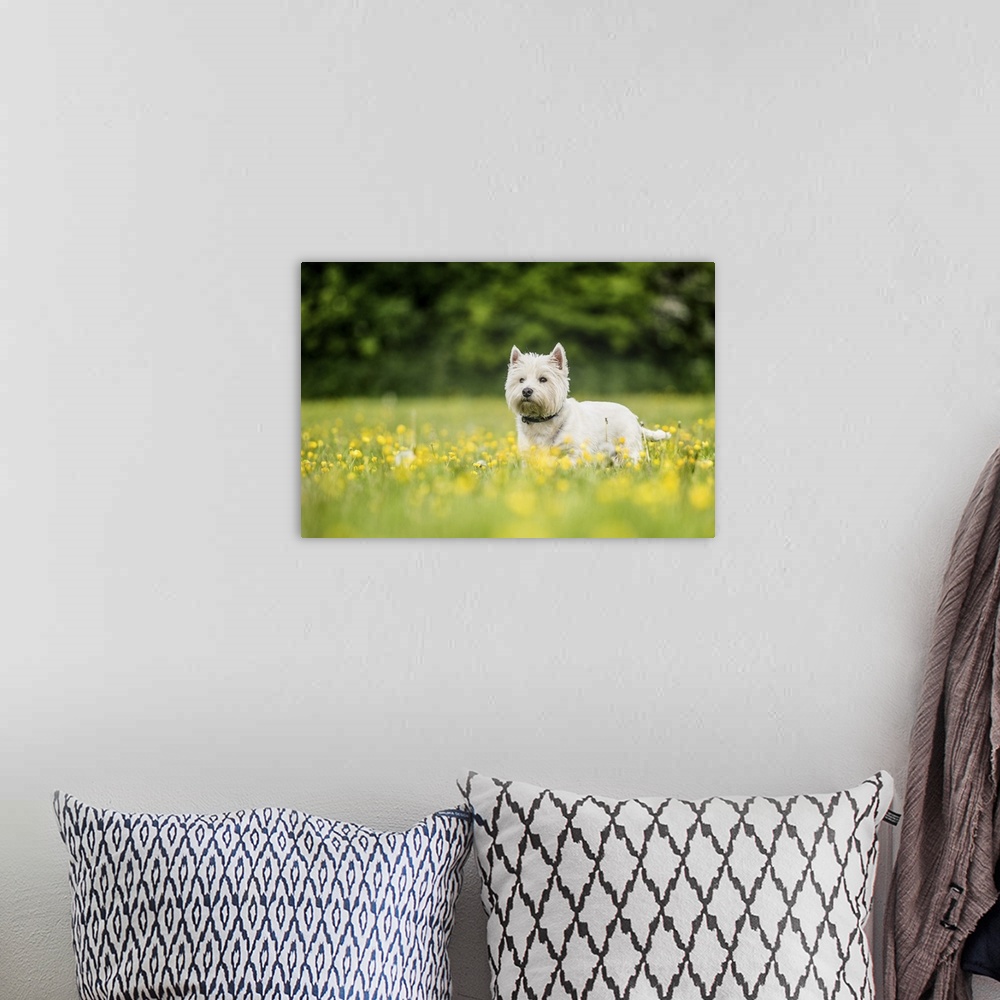A bohemian room featuring West Highland Terrier standing in a field of yellow flowers, United Kingdom, Europe