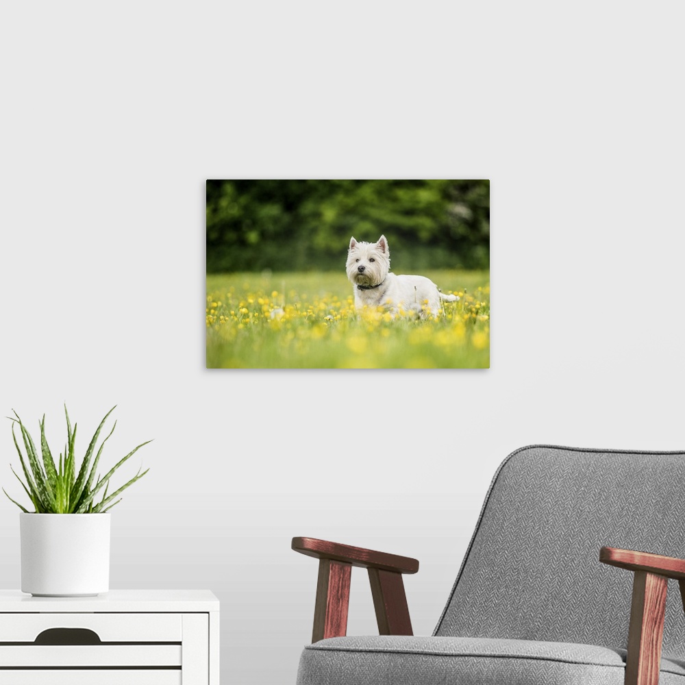 A modern room featuring West Highland Terrier standing in a field of yellow flowers, United Kingdom, Europe