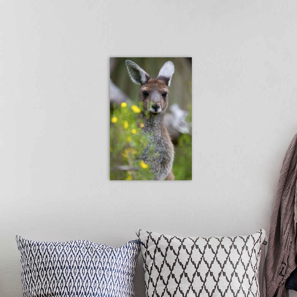 A bohemian room featuring Western gray kangaroo Yanchep National Park, West Australia, Australia