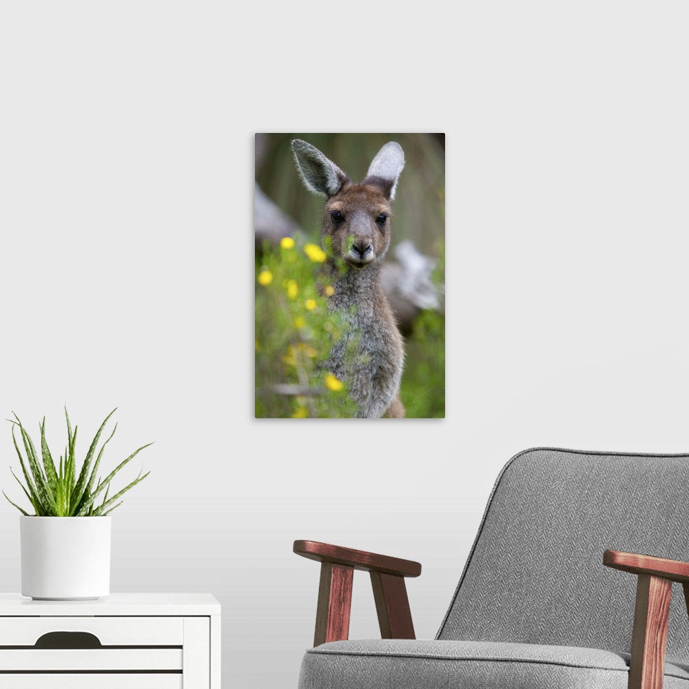 A modern room featuring Western gray kangaroo Yanchep National Park, West Australia, Australia