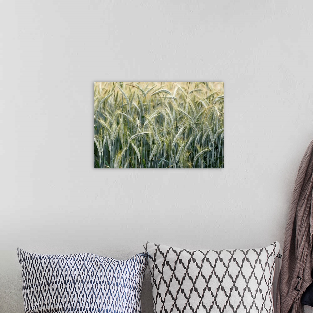 A bohemian room featuring Wheat field, cultivated plants and agriculture, Yonne, France, Europe