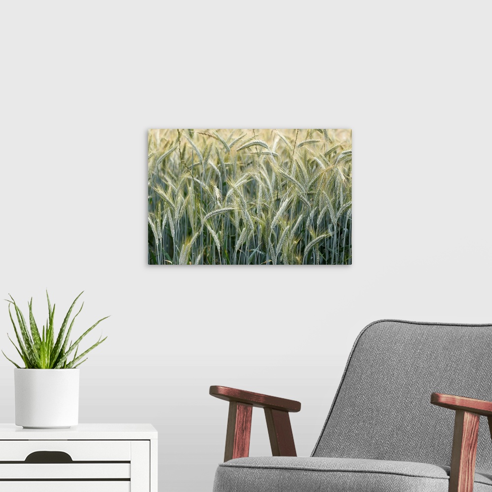 A modern room featuring Wheat field, cultivated plants and agriculture, Yonne, France, Europe