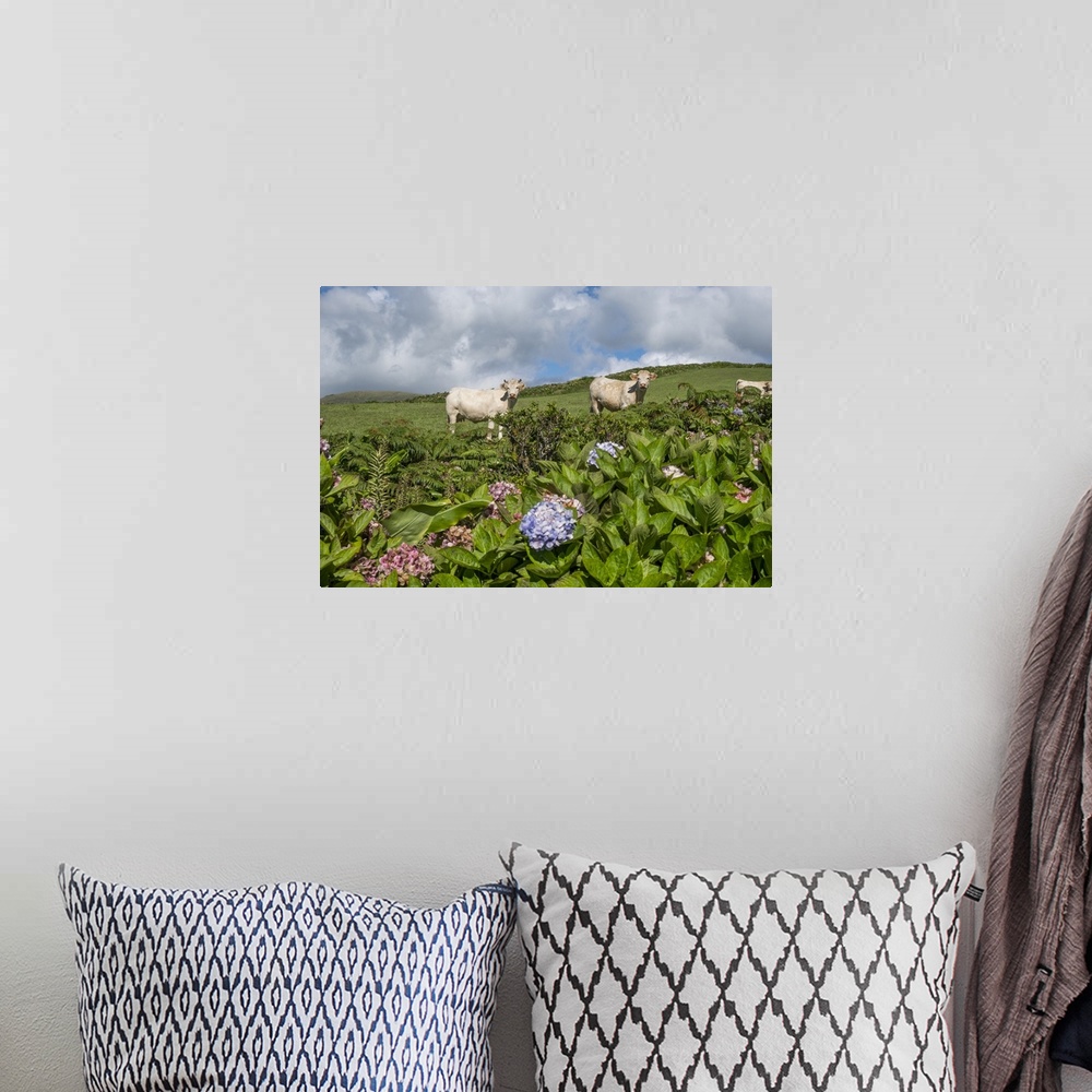 A bohemian room featuring White cows looking at the camera with some hydrangea plants in the foreground, Flores island, Azo...