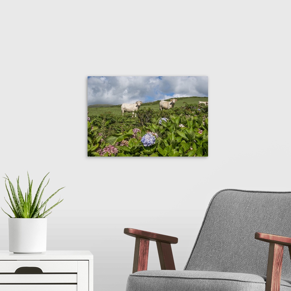 A modern room featuring White cows looking at the camera with some hydrangea plants in the foreground, Flores island, Azo...