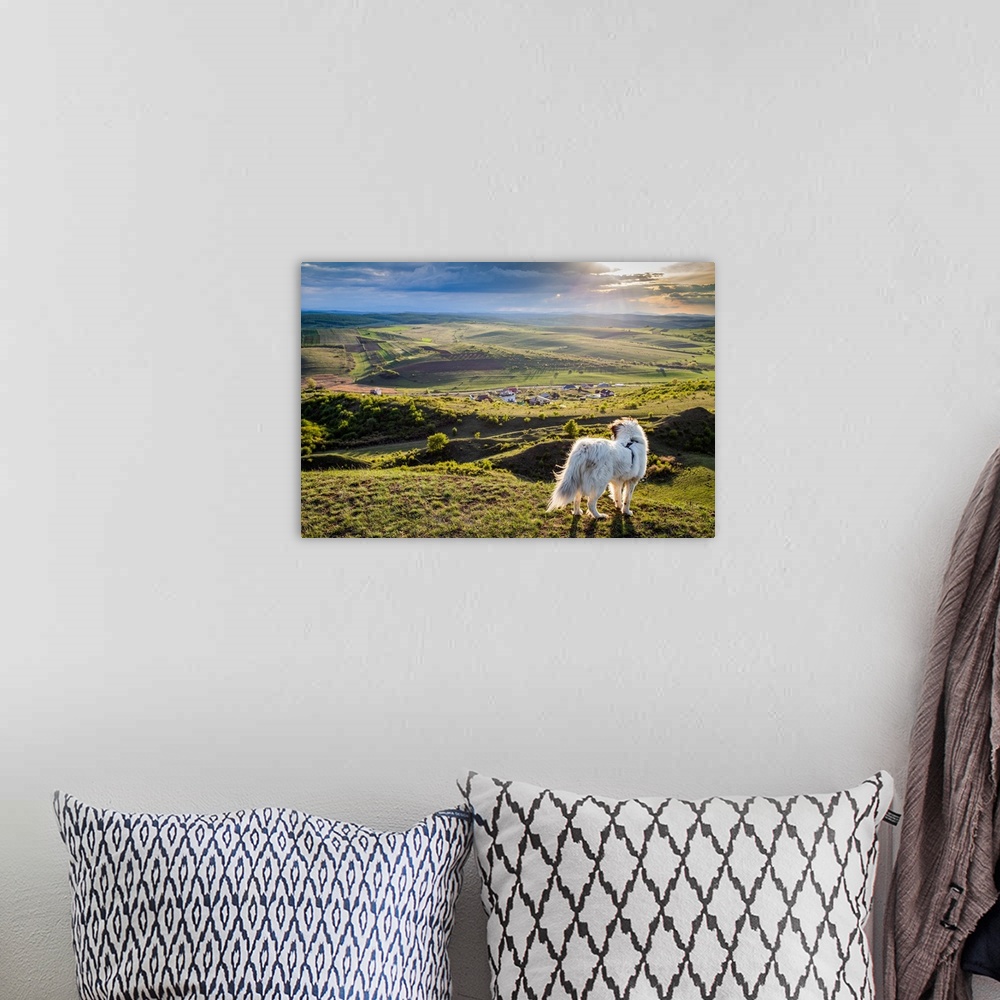 A bohemian room featuring White dog overlooking a small Romanian village in the countryside in summer, Romania, Europe