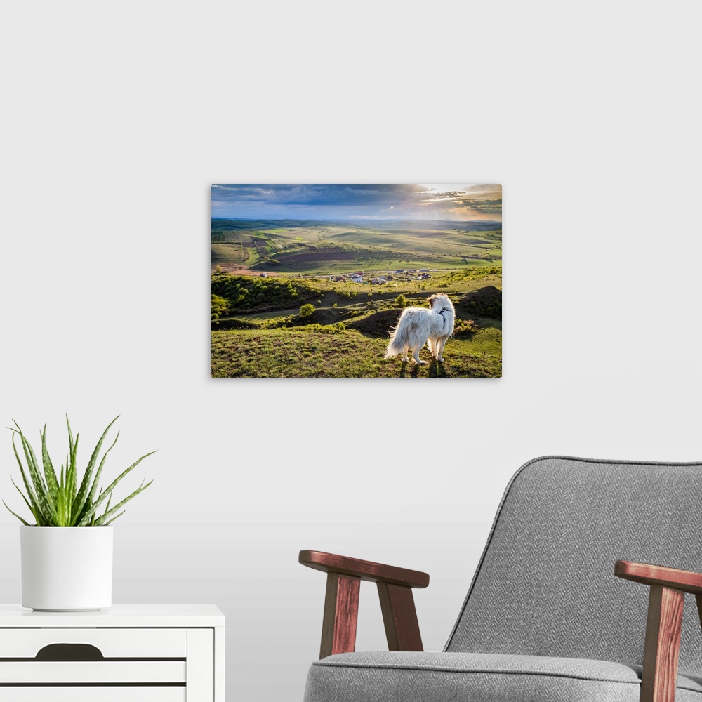A modern room featuring White dog overlooking a small Romanian village in the countryside in summer, Romania, Europe