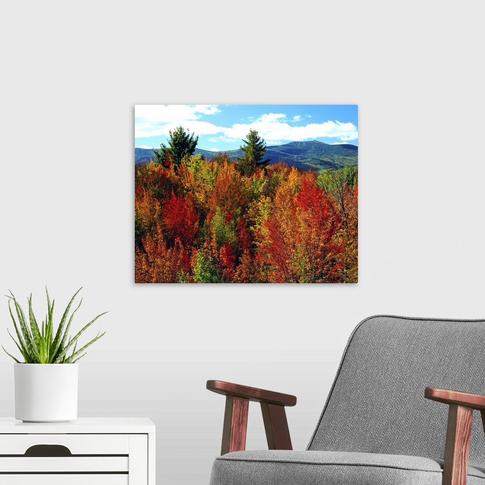 A modern room featuring White Mountains National Forest, New Hampshire, New England