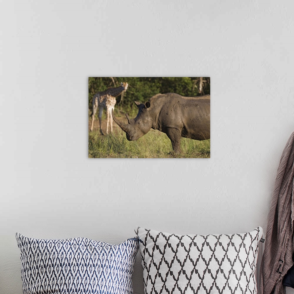 A bohemian room featuring White rhino Hluhluwe Umfolozi Park, KwaZulu Natal, South Africa