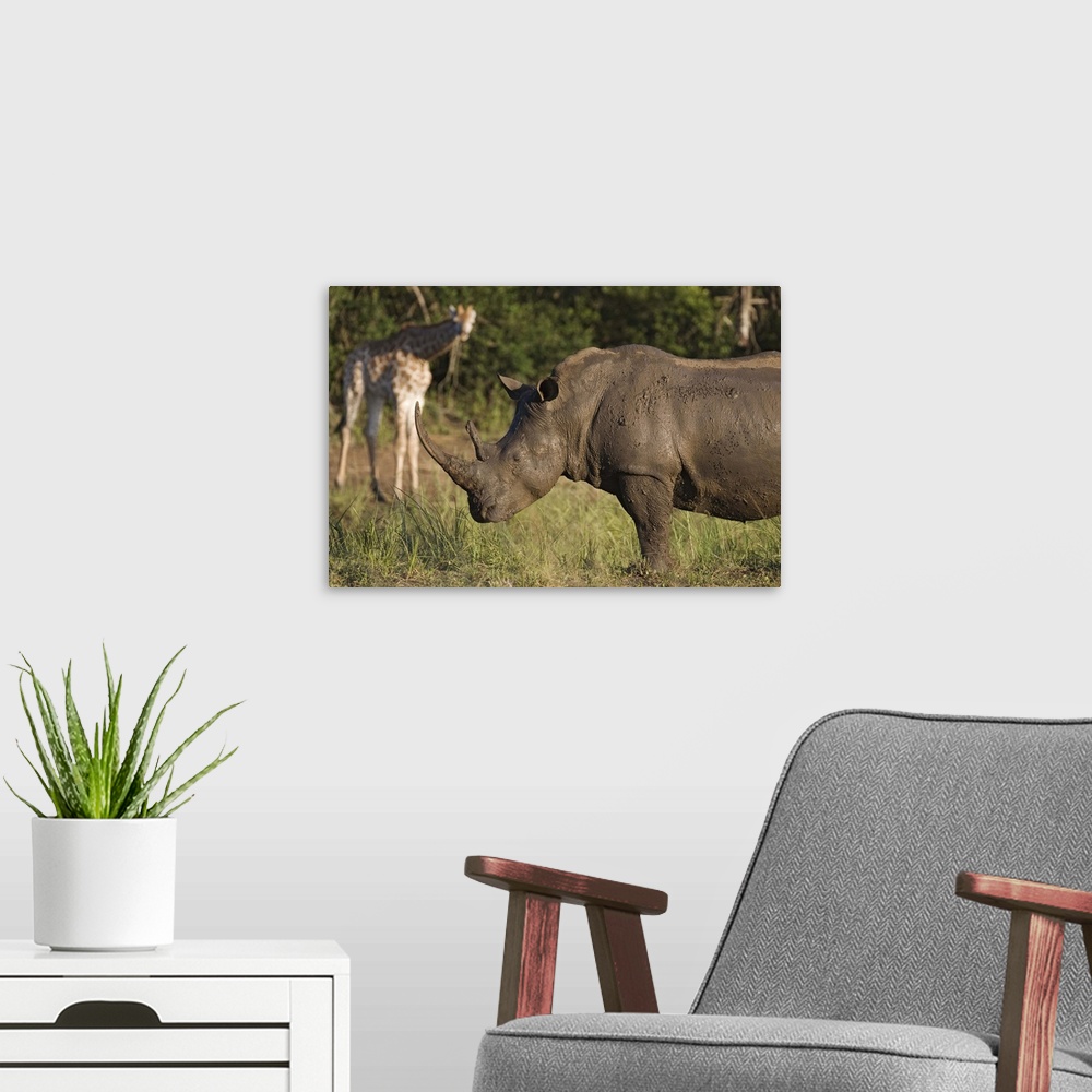 A modern room featuring White rhino Hluhluwe Umfolozi Park, KwaZulu Natal, South Africa