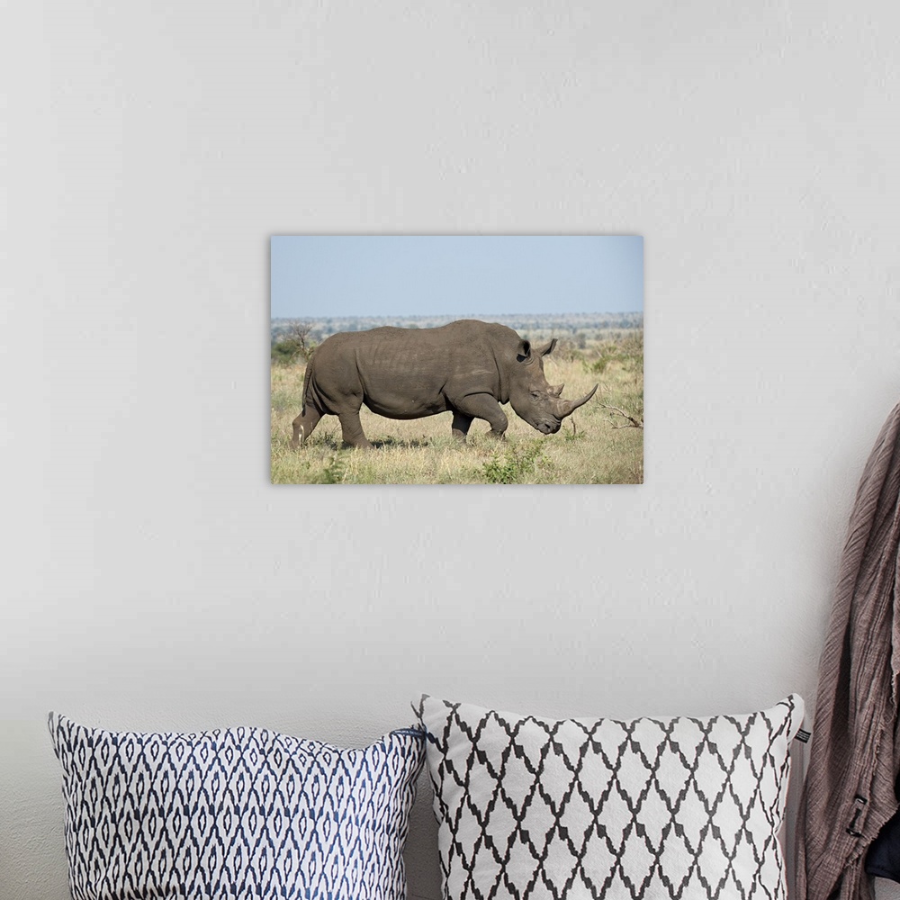 A bohemian room featuring White rhinoceros Kruger National Park, South Africa