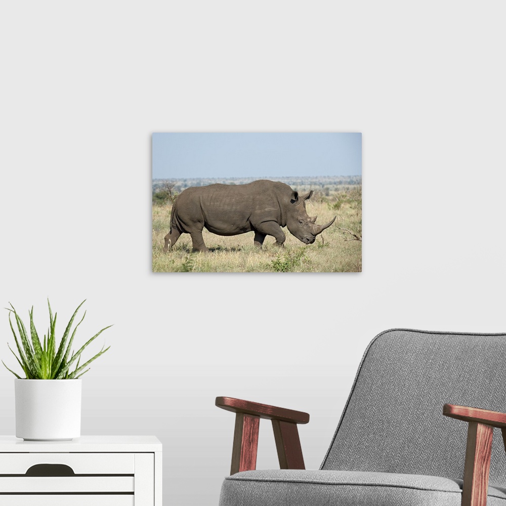 A modern room featuring White rhinoceros Kruger National Park, South Africa