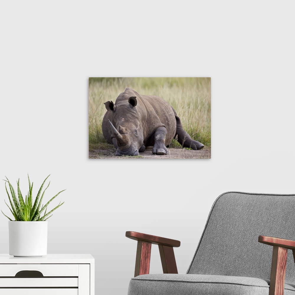 A modern room featuring White rhinoceros (Ceratotherium simum) napping, Hluhluwe Game Reserve, South Africa, Africa.