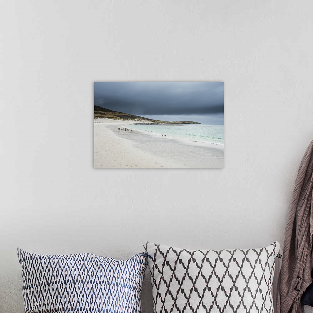 A bohemian room featuring White sand beach, Carcass Island, West Falklands, Falkland Islands, South America