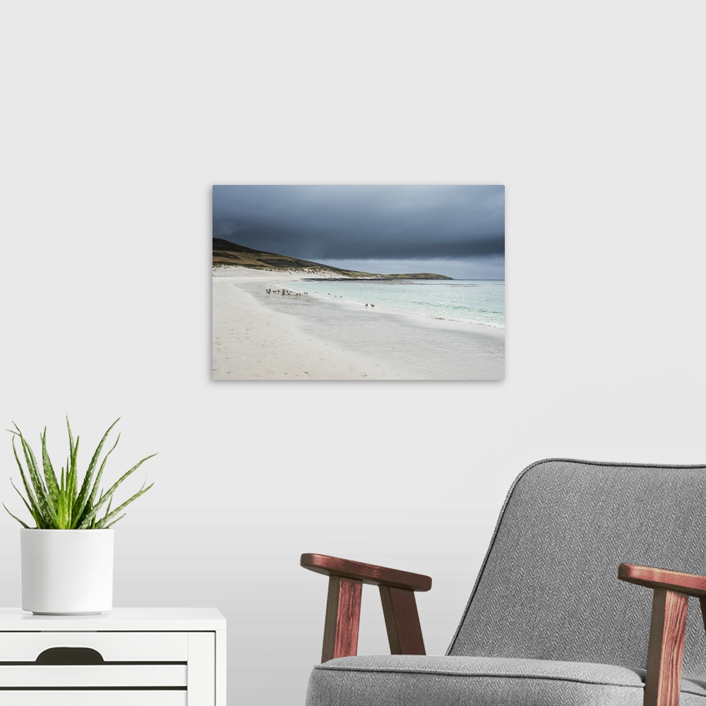 A modern room featuring White sand beach, Carcass Island, West Falklands, Falkland Islands, South America