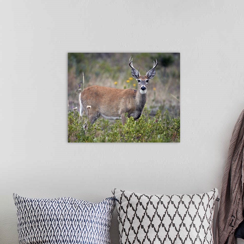 A bohemian room featuring White-tailed deer buck, Custer State Park, South Dakota, USA