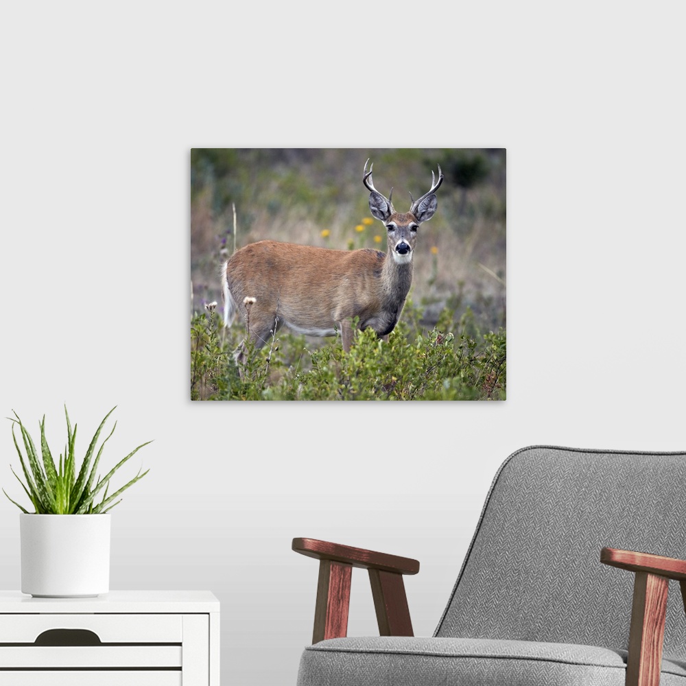 A modern room featuring White-tailed deer buck, Custer State Park, South Dakota, USA
