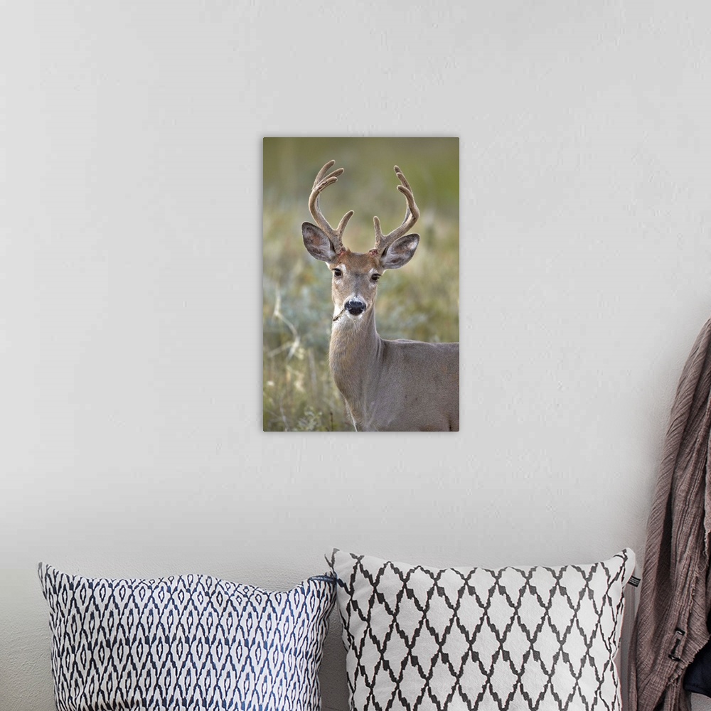 A bohemian room featuring White-tailed deer buck, Custer State Park, South Dakota, USA
