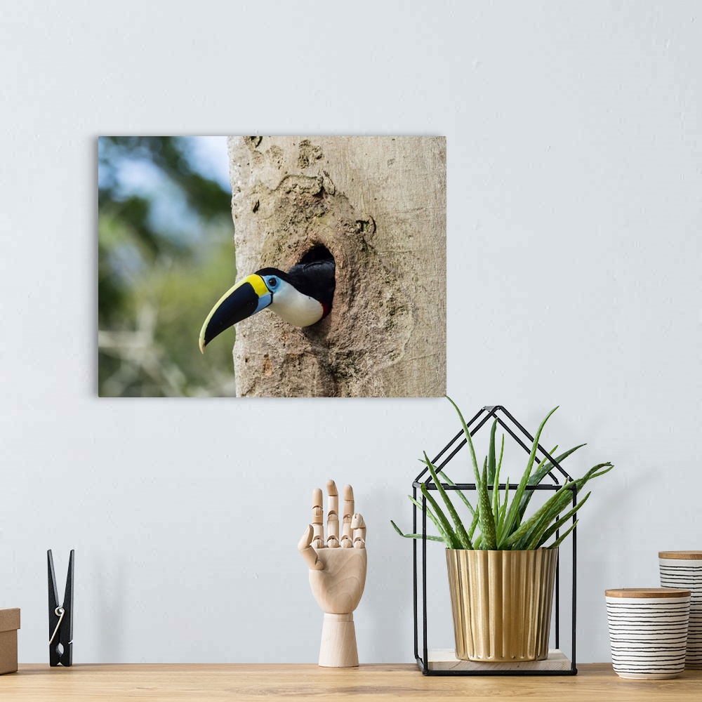 A bohemian room featuring An adult white-throated toucan (Ramphastos tucanus), in Magdalena Creek, Amazon Basin, Loreto, Pe...