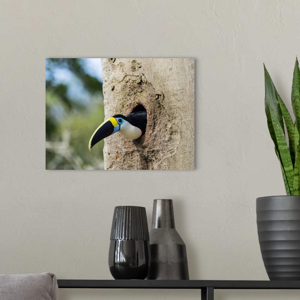 A modern room featuring An adult white-throated toucan (Ramphastos tucanus), in Magdalena Creek, Amazon Basin, Loreto, Pe...