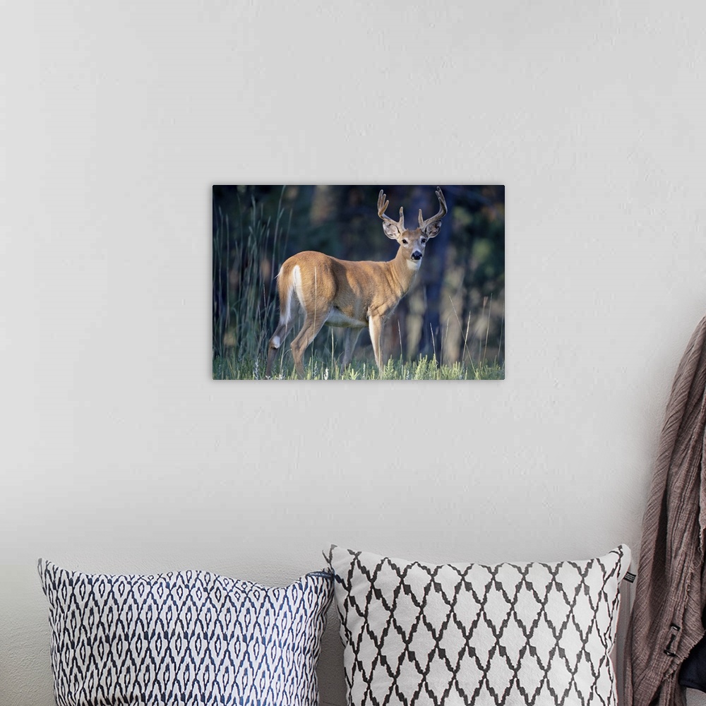 A bohemian room featuring Whitetail Deer  buck in velvet, Devil's Tower National Monument, Wyoming