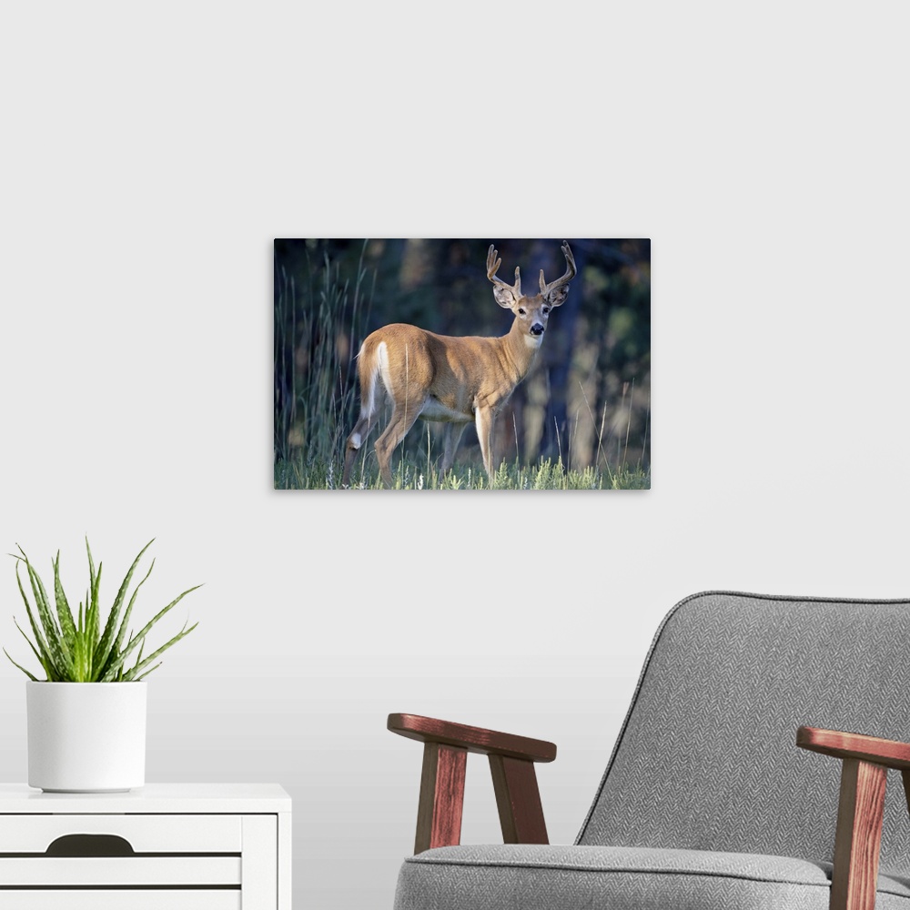 A modern room featuring Whitetail Deer  buck in velvet, Devil's Tower National Monument, Wyoming