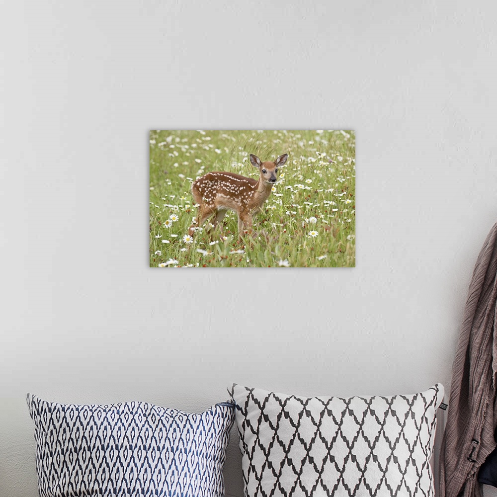A bohemian room featuring Whitetail deer fawn among oxeye daisy, in captivity, Sandstone, Minnesota