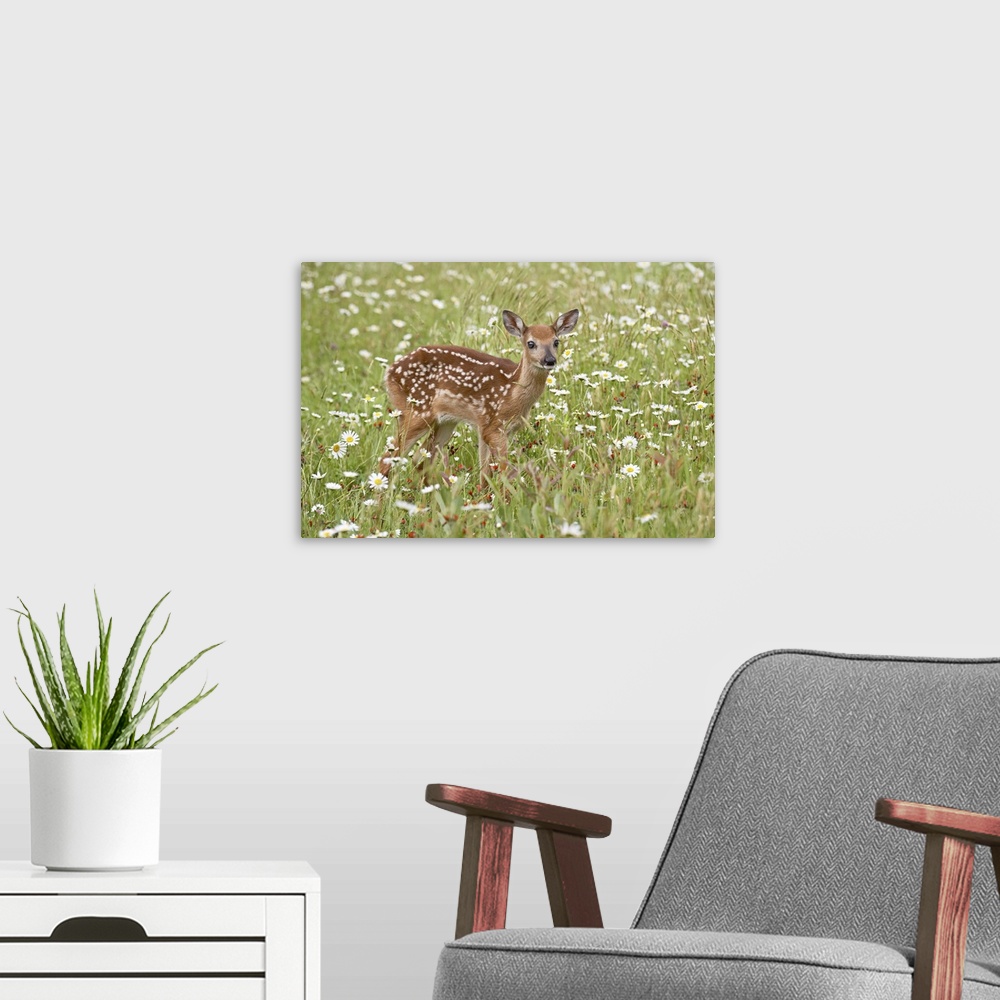 A modern room featuring Whitetail deer fawn among oxeye daisy, in captivity, Sandstone, Minnesota