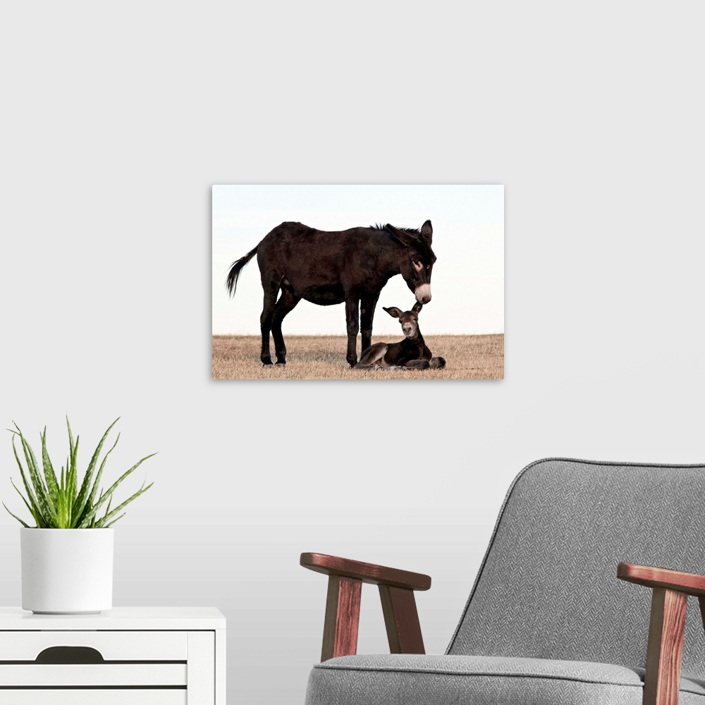 A modern room featuring Wild burro jenny biting its foal's ear, Custer State Park, South Dakota