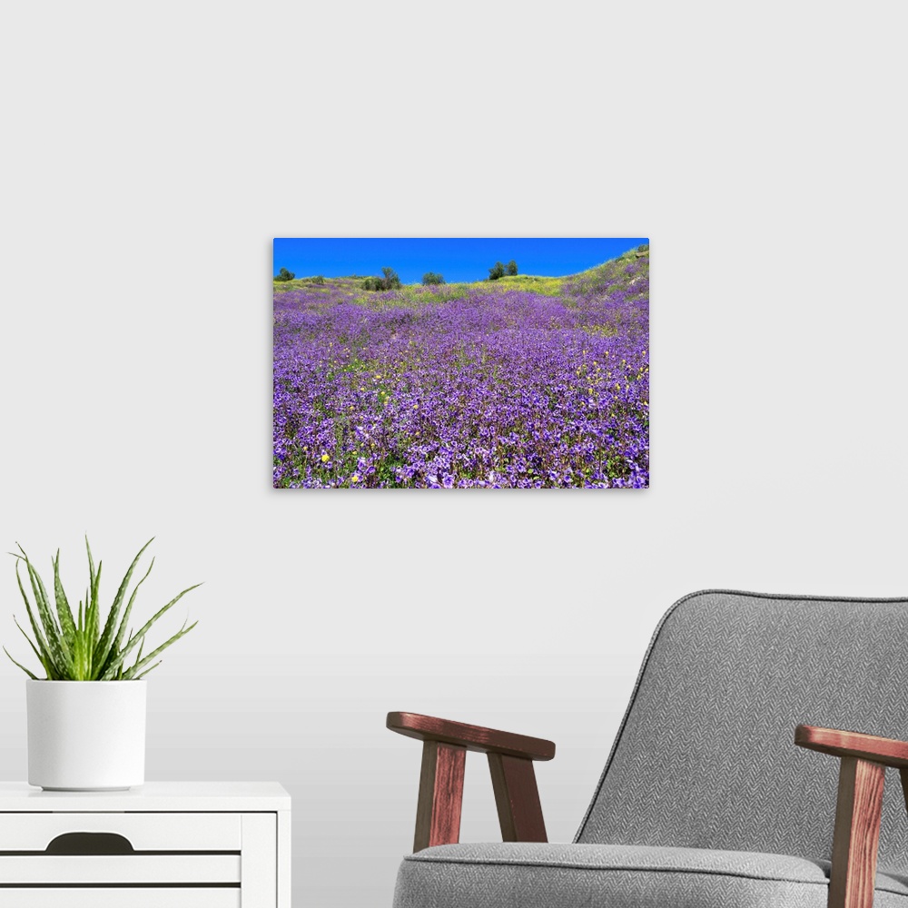 A modern room featuring Wild Canterbury Bells, Walker Canyon, Lake Elsinore, Riverside County, California