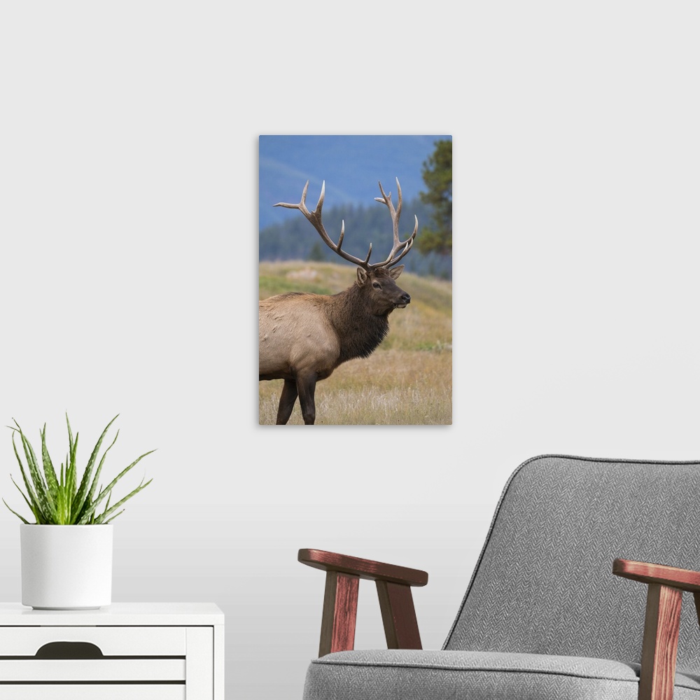 A modern room featuring Wild Elk (Wapiti) (Cervus canadensis) during the Autumn rut, Jasper National Park, UNESCO World H...