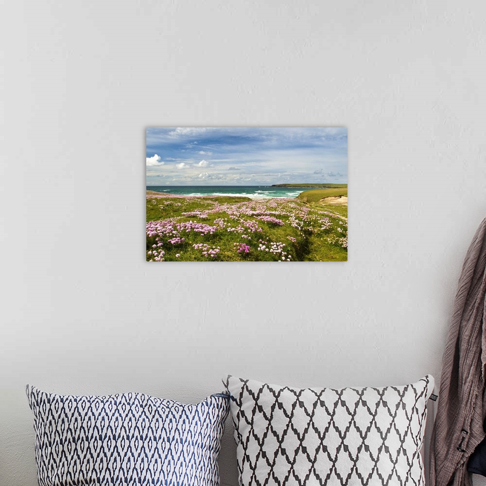 A bohemian room featuring Wild flowers and coastline, Isle of Lewis, Outer Hebrides, Sotland