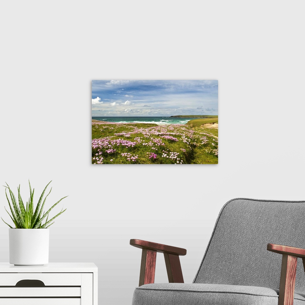 A modern room featuring Wild flowers and coastline, Isle of Lewis, Outer Hebrides, Sotland