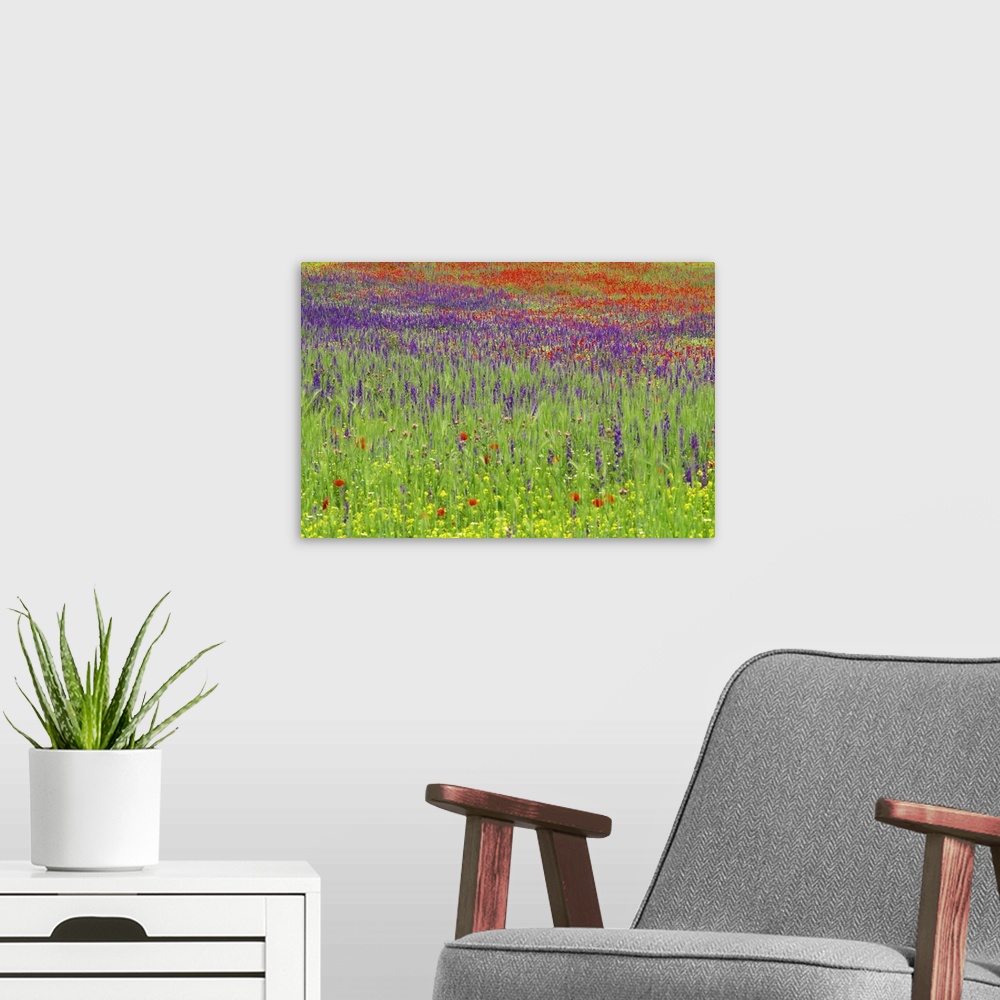A modern room featuring Wild flowers in a spring meadow, Castile la Mancha, Spain