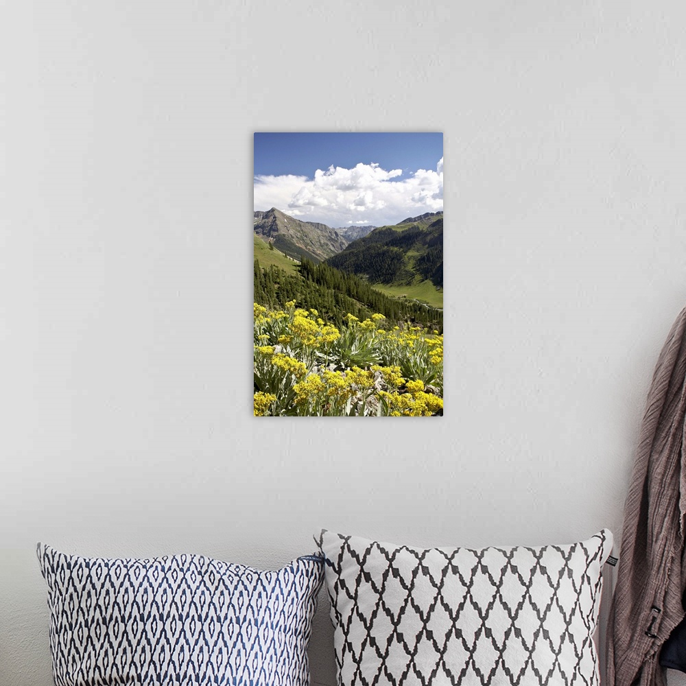 A bohemian room featuring Wildflowers and mountains near Cinnamon Pass, Uncompahgre National Forest, Colorado