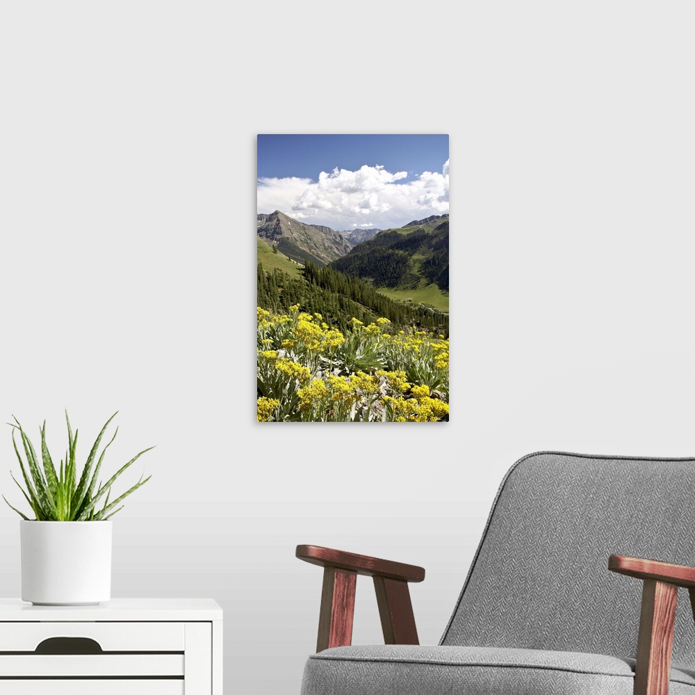 A modern room featuring Wildflowers and mountains near Cinnamon Pass, Uncompahgre National Forest, Colorado