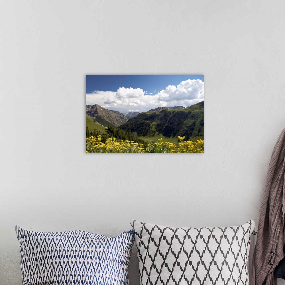 A bohemian room featuring Wildflowers and mountains, Uncompahgre National Forest, Colorado