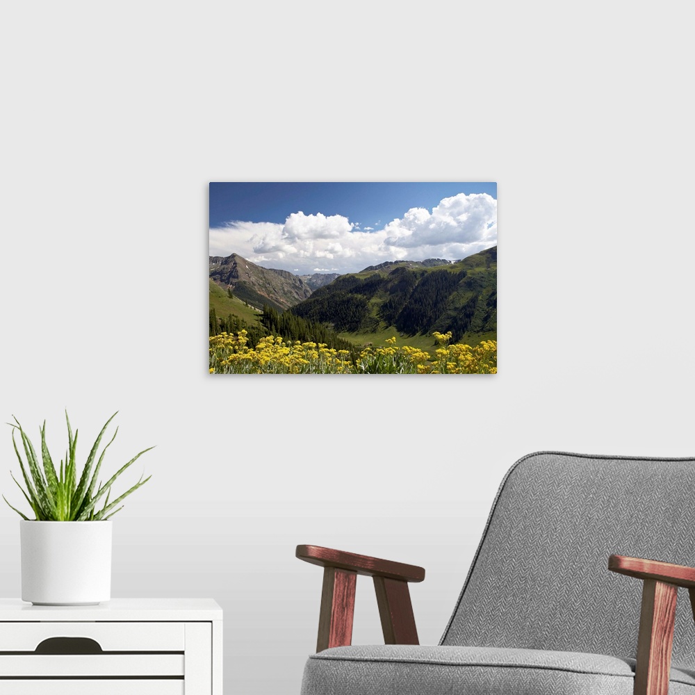 A modern room featuring Wildflowers and mountains, Uncompahgre National Forest, Colorado