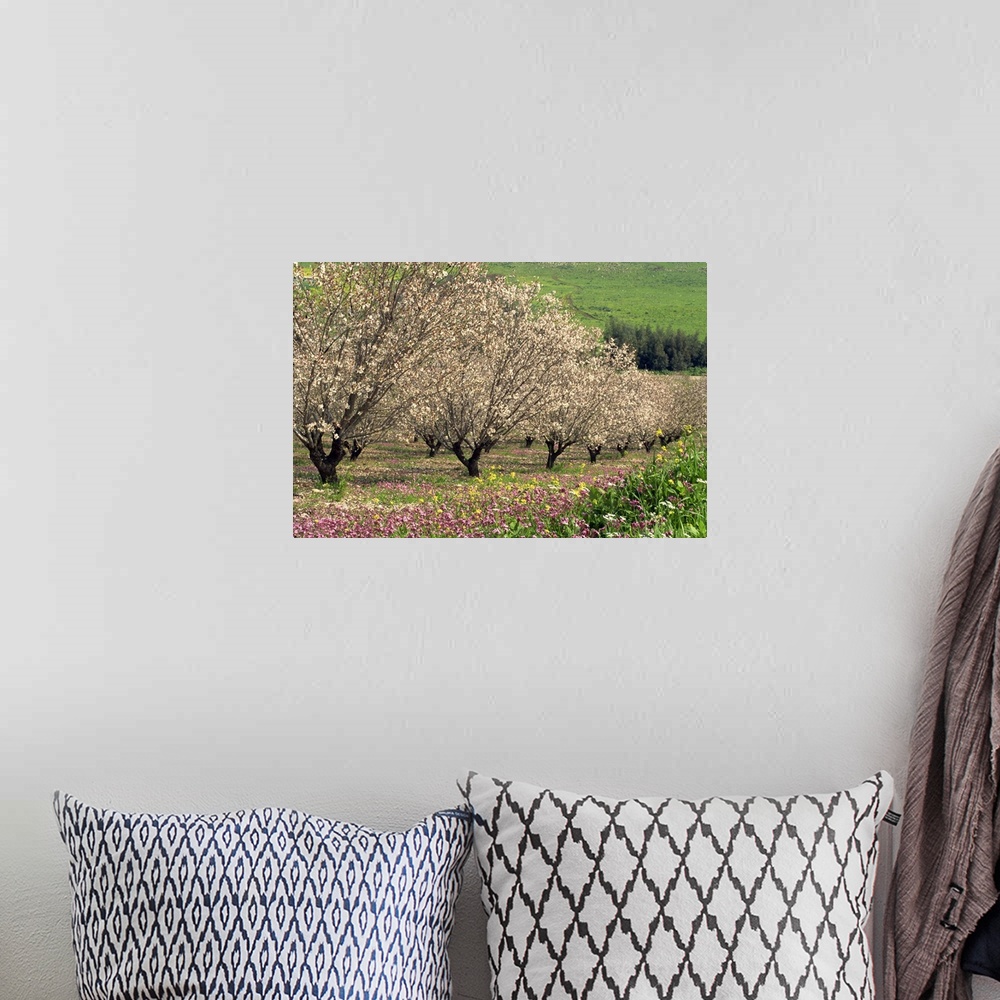 A bohemian room featuring Winter flowers and almond trees in blossom in Lower Galilee, Israel, Middle East