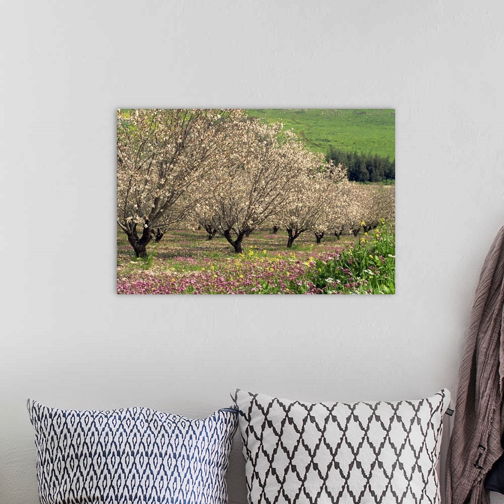 A bohemian room featuring Winter flowers and almond trees in blossom in Lower Galilee, Israel, Middle East
