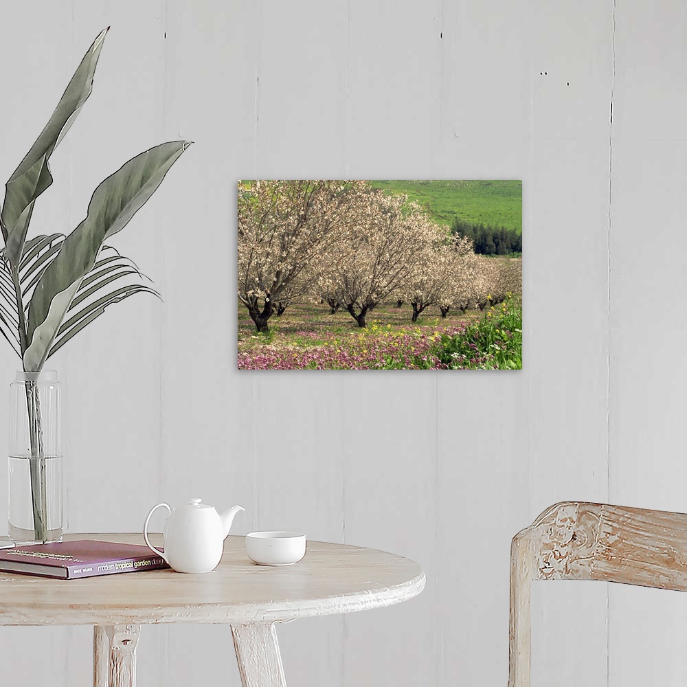 A farmhouse room featuring Winter flowers and almond trees in blossom in Lower Galilee, Israel, Middle East