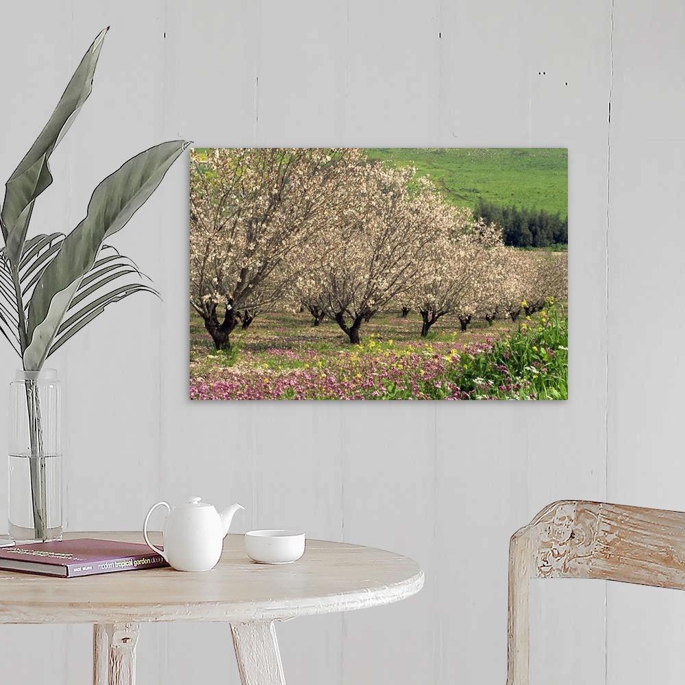 A farmhouse room featuring Winter flowers and almond trees in blossom in Lower Galilee, Israel, Middle East